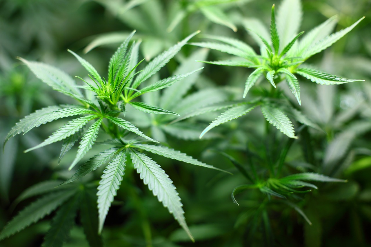 大麻合法化の結果、10代の大麻使用率が急低下したことが判明